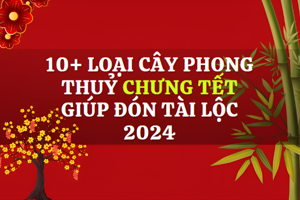 10+ Loại Cây Phong Thuỷ Chưng Tết Giúp Đón Tài Lộc 2024 10+ Loại Cây Phong Thuỷ Chưng Tết Giúp Đón Tài Lộc 2024