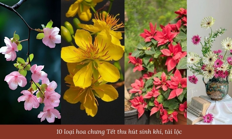 10 loại hoa chưng Tết