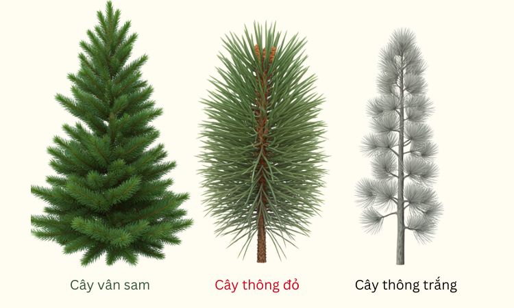cây thông noel