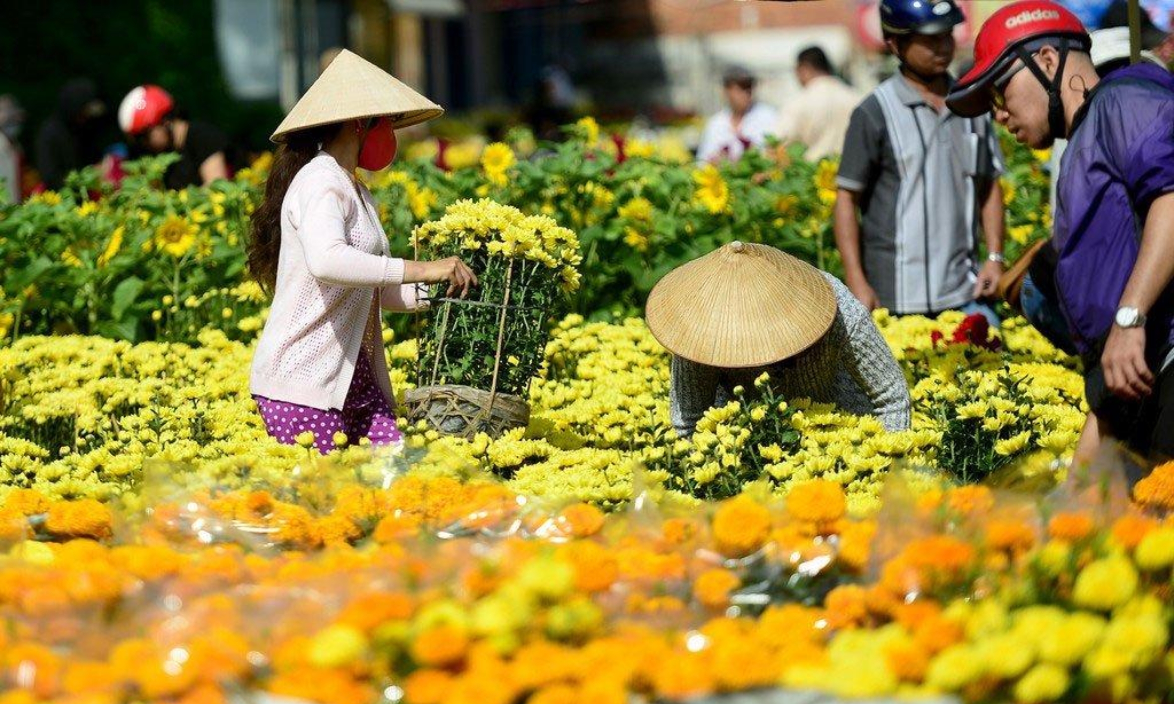 chọn hoa cây cảnh trưng tết