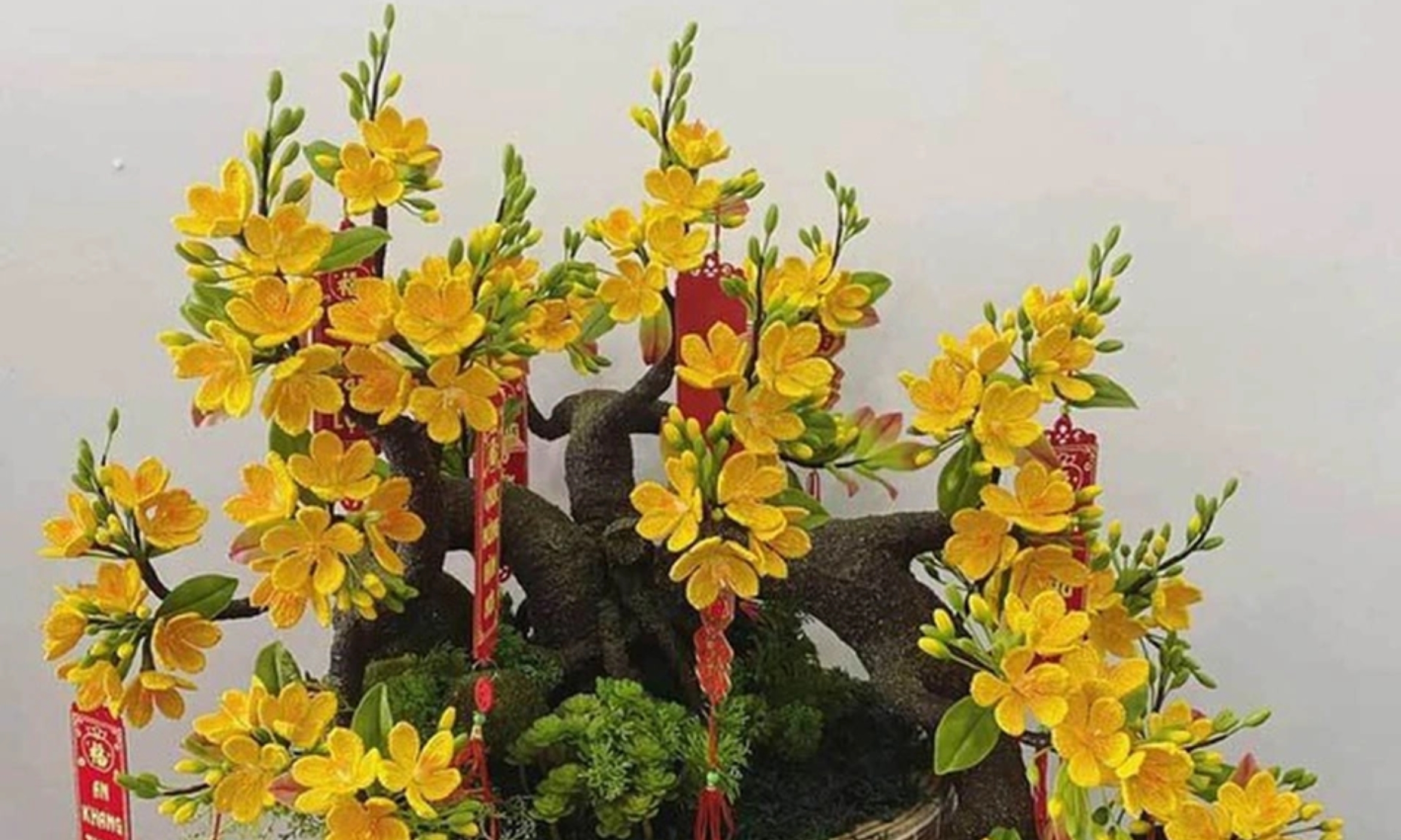 hoa chưng tết