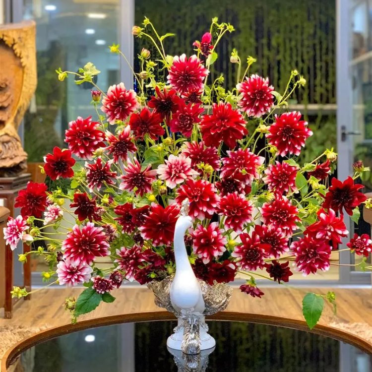 hoa-chung-tet-hoa-thuoc-duoc