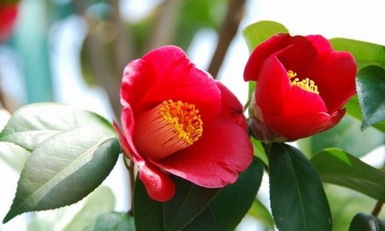 hoa hải đường
