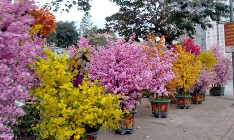 Hoa tươi trang trí ngày Tết