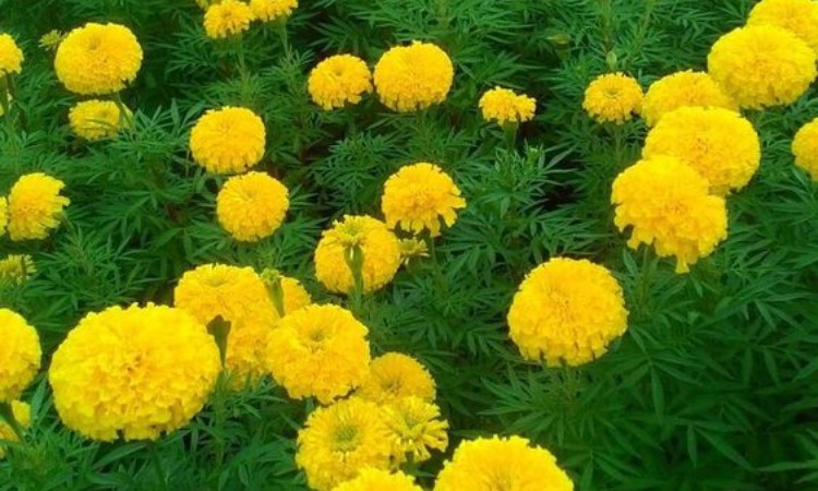 hoa vạn thọ
